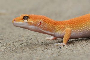 Lézard : gecko