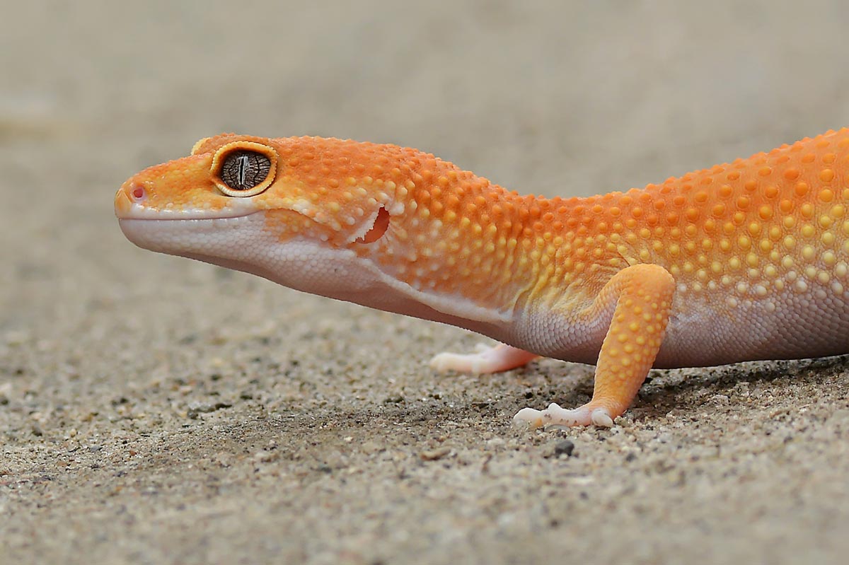 Lézard : gecko