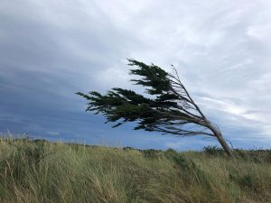 Vent du nord