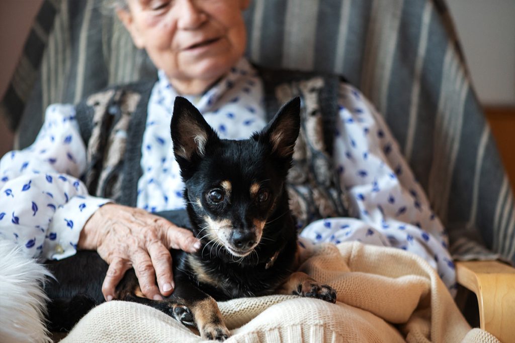 chien pour accompagner une personne âgée