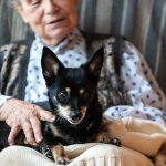 chien pour accompagner une personne âgée