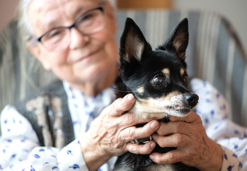 Chien sur les genoux d'une personne âgée.