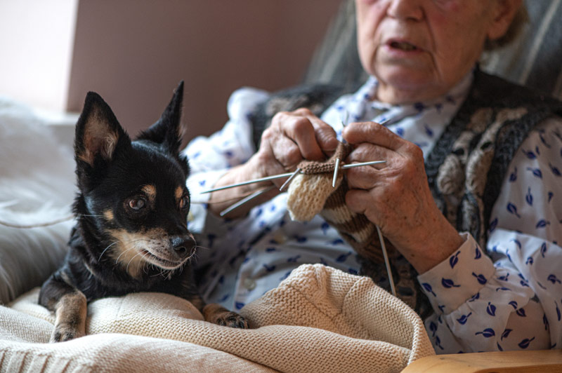Femme âgée tricote avec son chien.